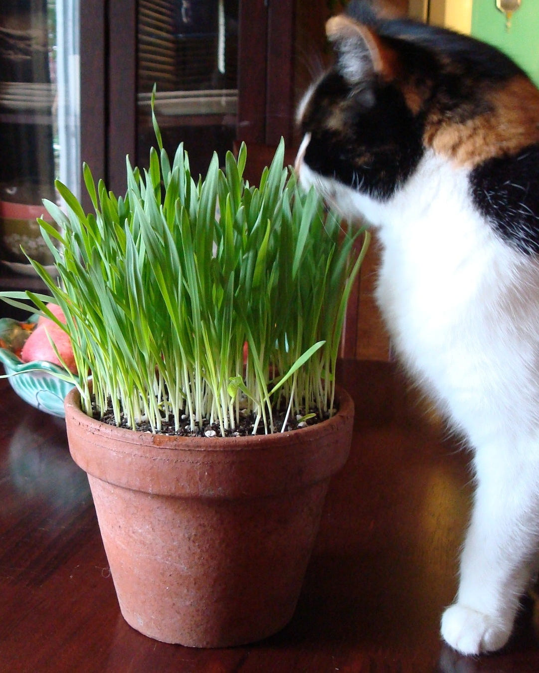 Container Cat Treats - Gourmet Mixed Greens