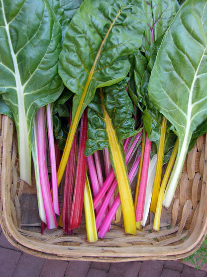 Heirloom Chard - Garden Rainbow Organic