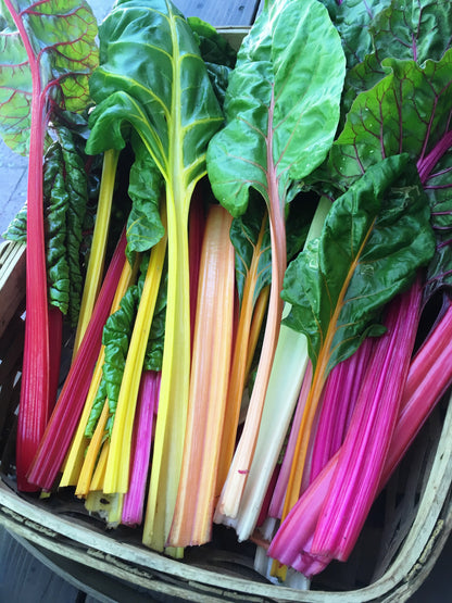 Heirloom Chard - Garden Rainbow Organic