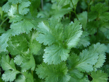 Heirloom - Cilantro Organic