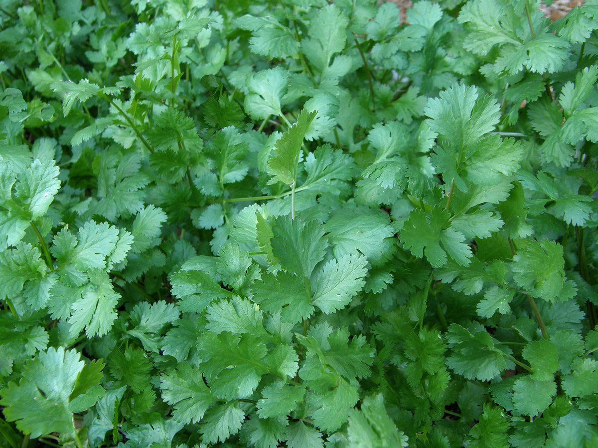 Heirloom - Cilantro Organic