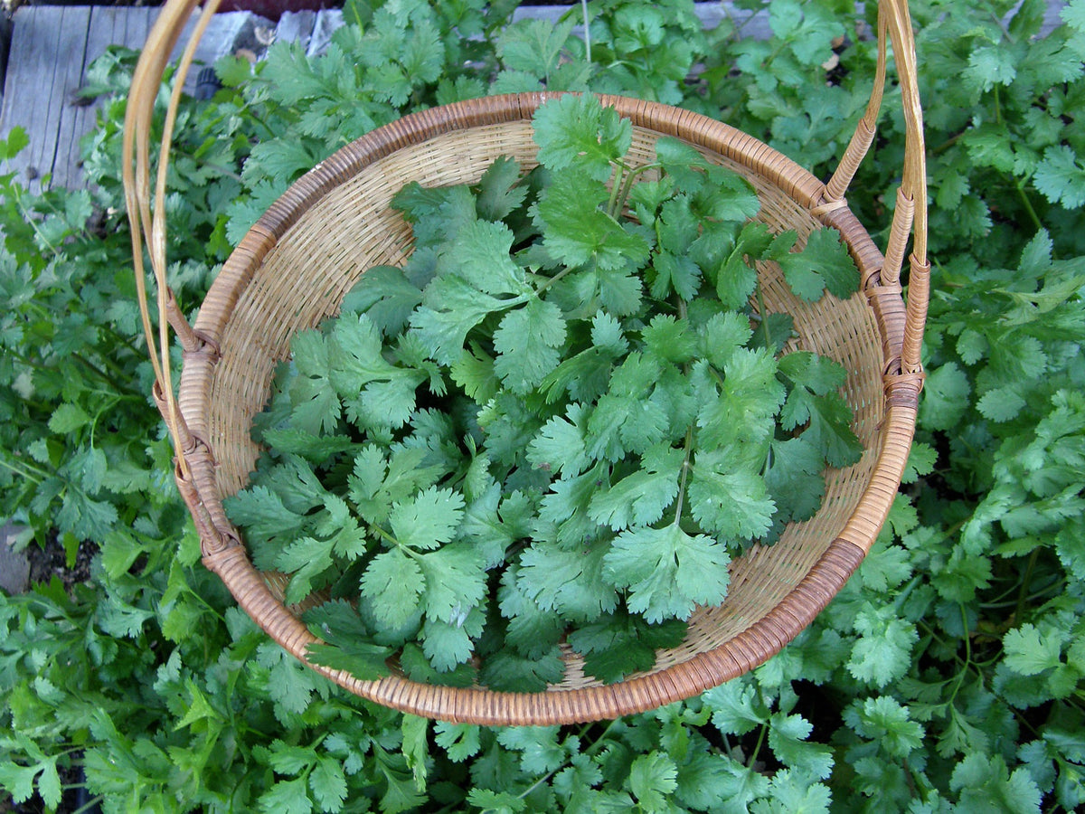 Bonus Pack - Heirloom Cilantro Organic