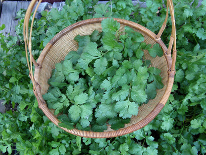 Bonus Pack - Heirloom Cilantro Organic