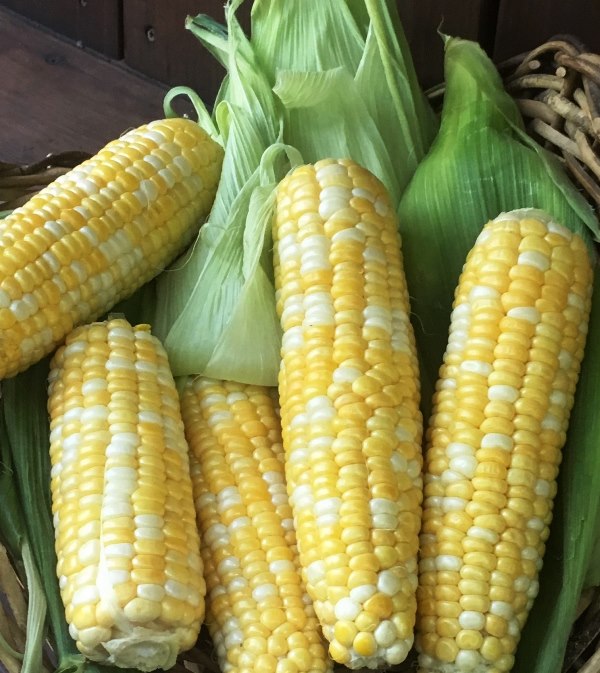 Bicolor Corn - My Fair Lady Organic