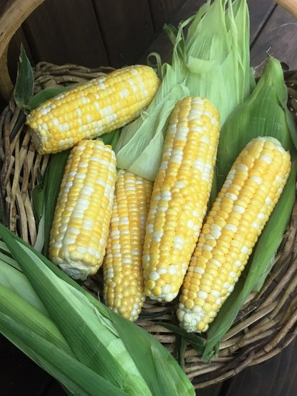 Bicolor Corn - My Fair Lady Organic