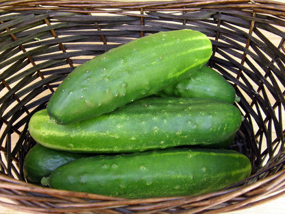 Heirloom Slicing Cucumber - Straight Eight Organic