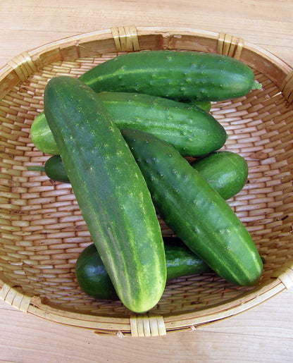 Heirloom Slicing Cucumber - Straight Eight Organic