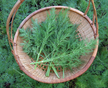 Heirloom Dill - Leafy Diana Organic
