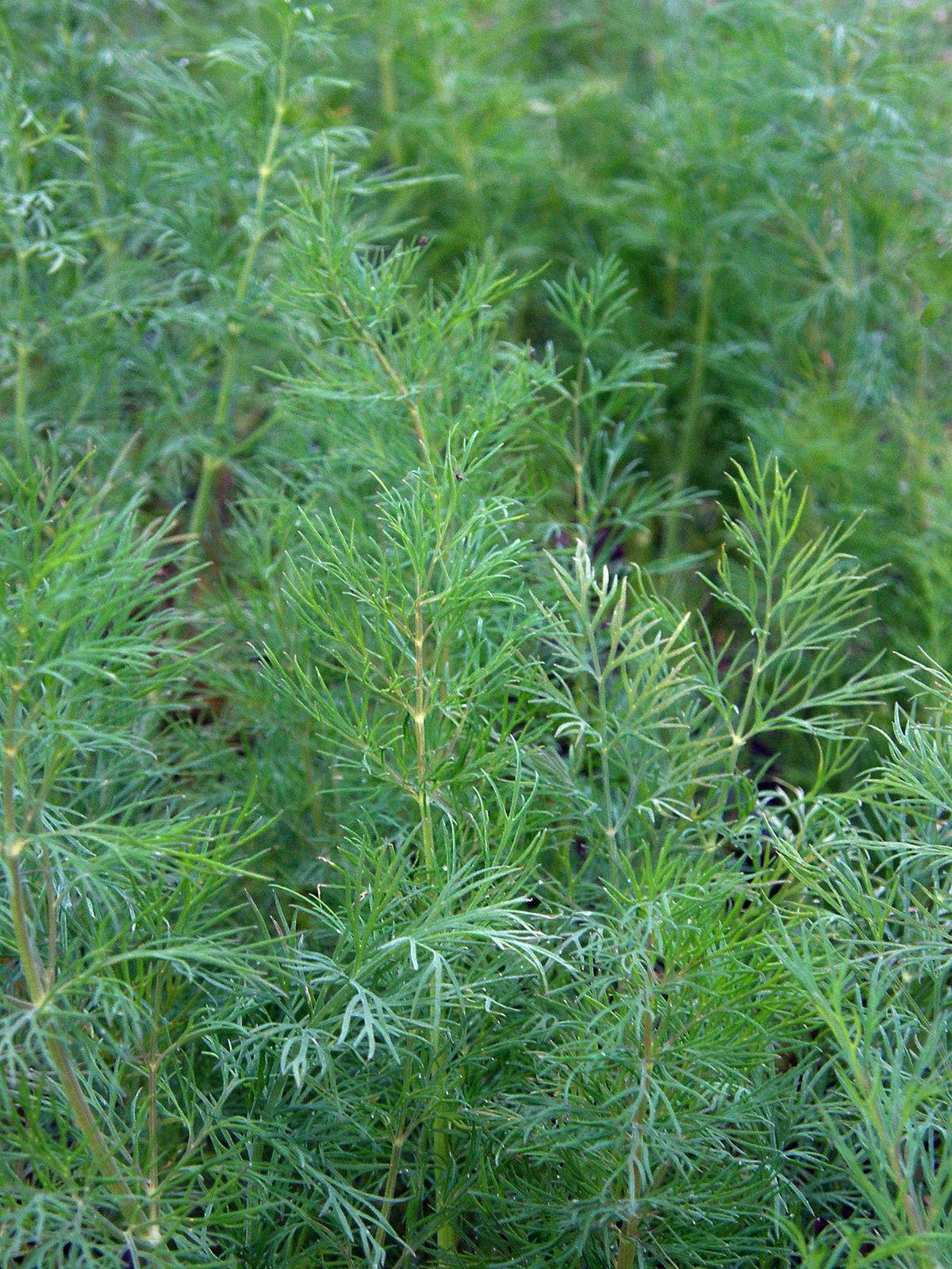 Heirloom Dill - Leafy Diana Organic