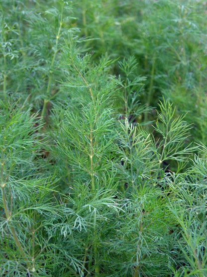 Heirloom Dill - Leafy Diana Organic