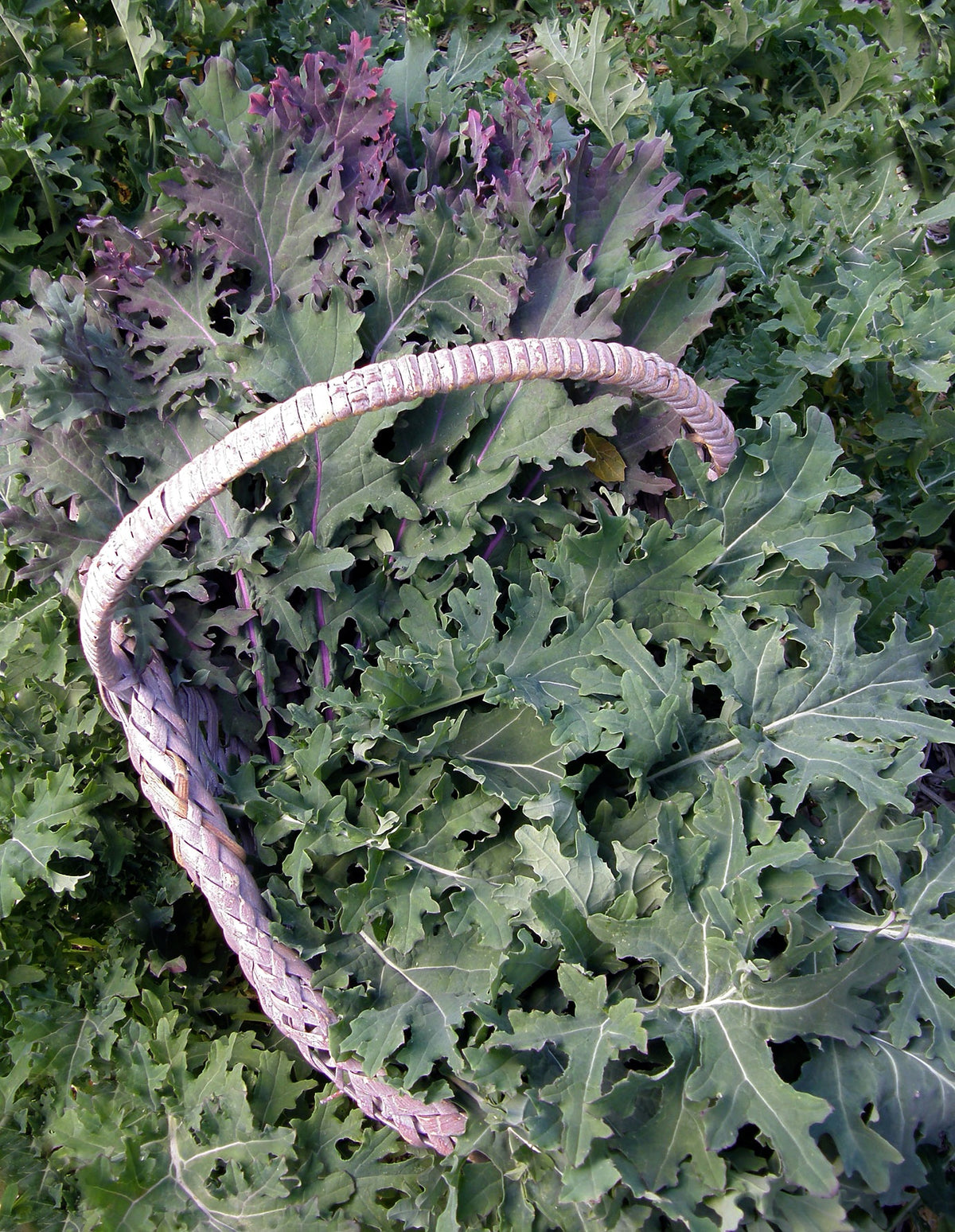 Heirloom Russian Kale - Wild Garden Frills Organic