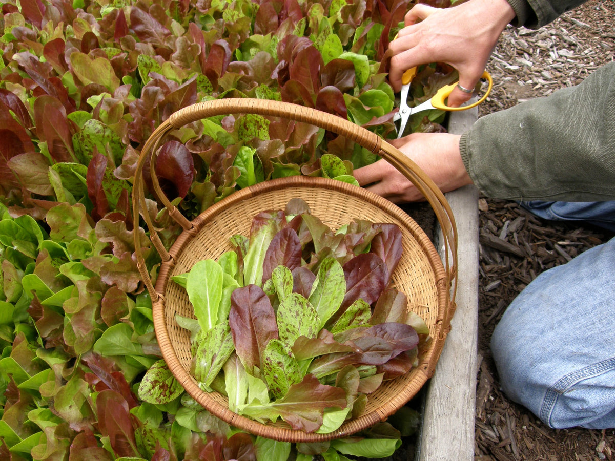 Heirloom Mesclun Lettuces - Five Variety Blend Organic