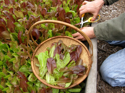Heirloom Mesclun Lettuces - Five Variety Blend Organic