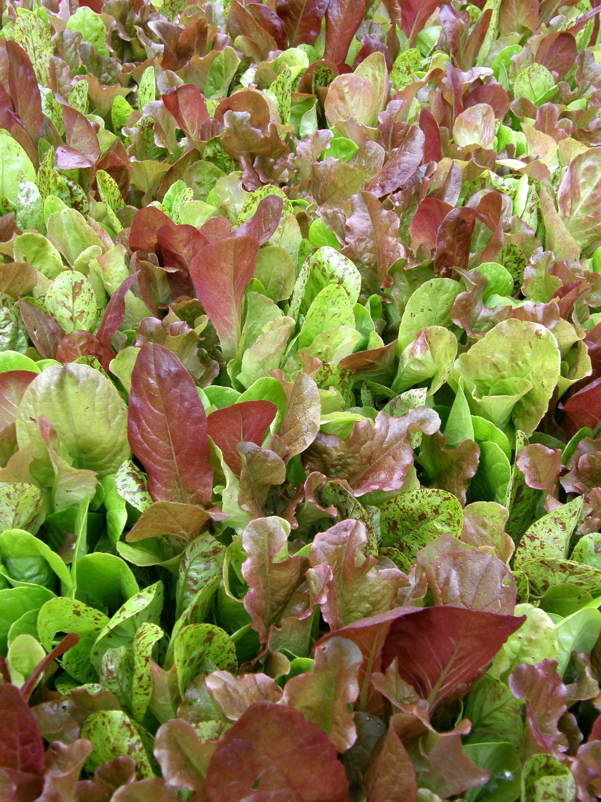 Heirloom Mesclun Lettuces - Five Variety Blend Organic