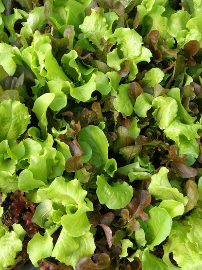Cut & Come Again Lettuces - Renee's Baby Leaf Blend Organic