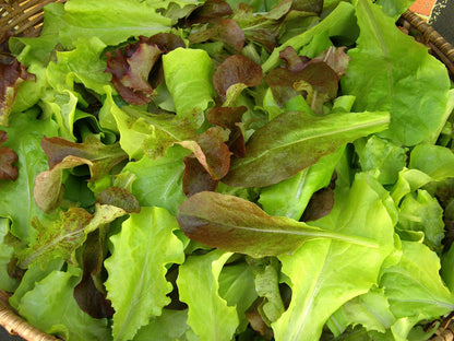 Cut & Come Again Lettuces - Renee's Baby Leaf Blend Organic