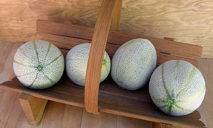 Heirloom Tuscan Melon - Melone Retato Degli Ortolani Organic