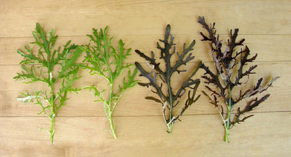 Colorful Salad Mustards - Ruby & Emerald Streaks Organic
