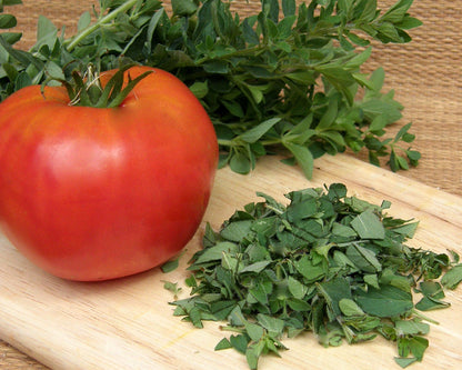 Heirloom Oregano - White Flowered Greek Organic