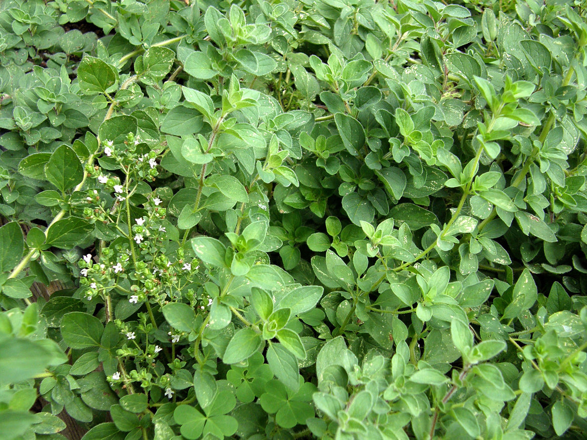 Heirloom Oregano - White Flowered Greek Organic