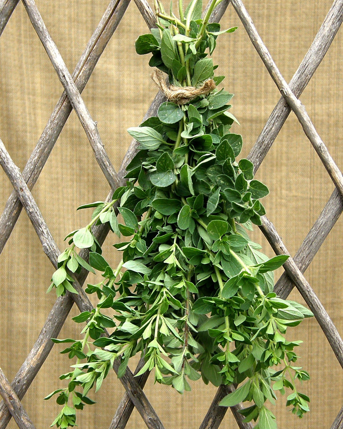 Heirloom Oregano - White Flowered Greek Organic