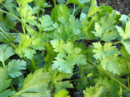 Heirloom Parsley - Italian Large Leaf Organic
