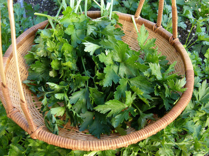 Heirloom Parsley - Italian Large Leaf Organic