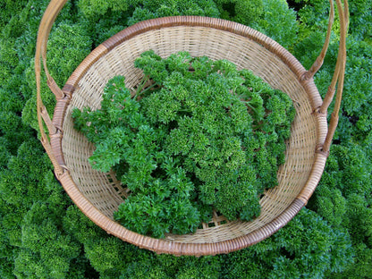 Heirloom Sweet Parsley - Triple Curled Organic