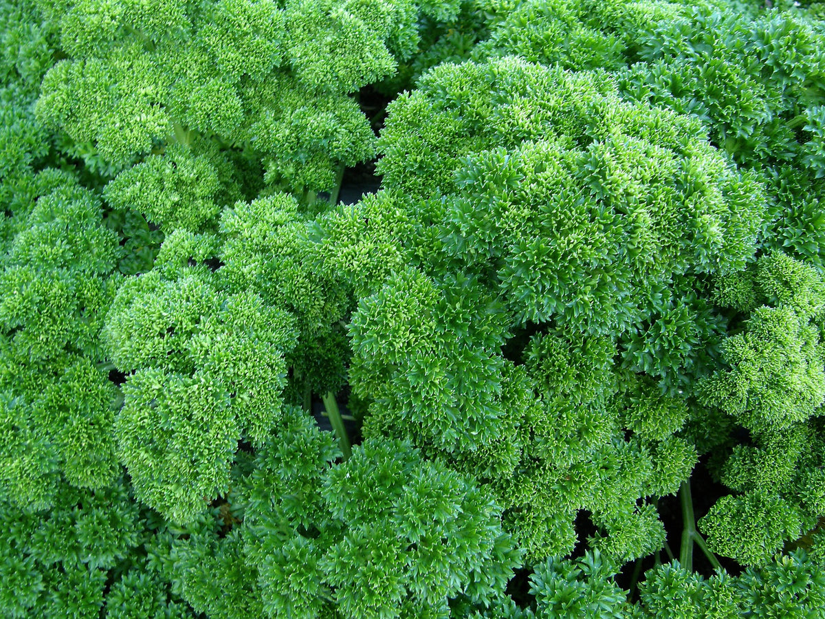 Heirloom Sweet Parsley - Triple Curled Organic