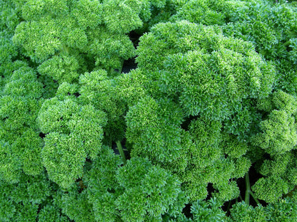 Heirloom Sweet Parsley - Triple Curled Organic
