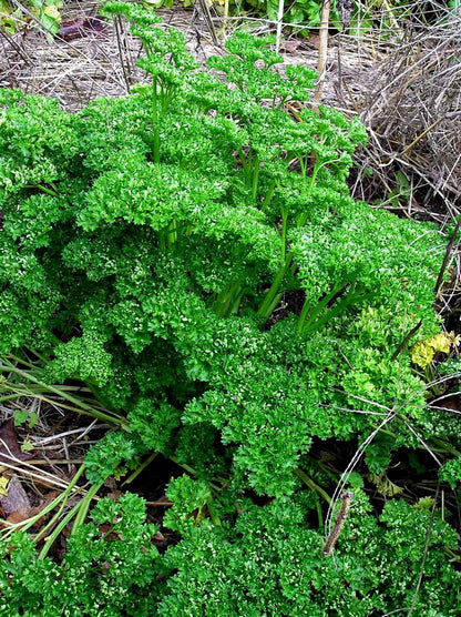 Heirloom Sweet Parsley - Triple Curled Organic