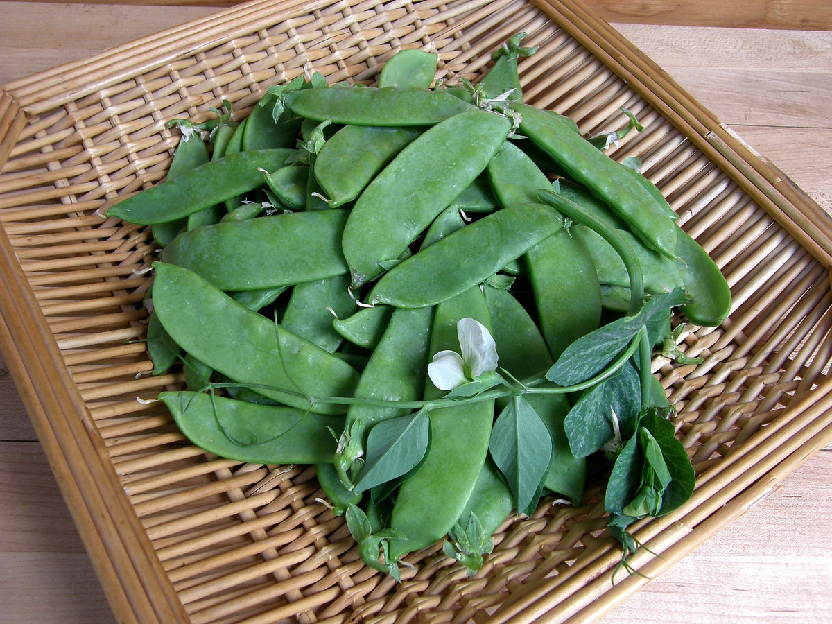 Snow Peas - Oregon Sugar Pod II Organic