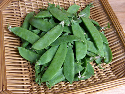 Snow Peas - Oregon Sugar Pod II Organic