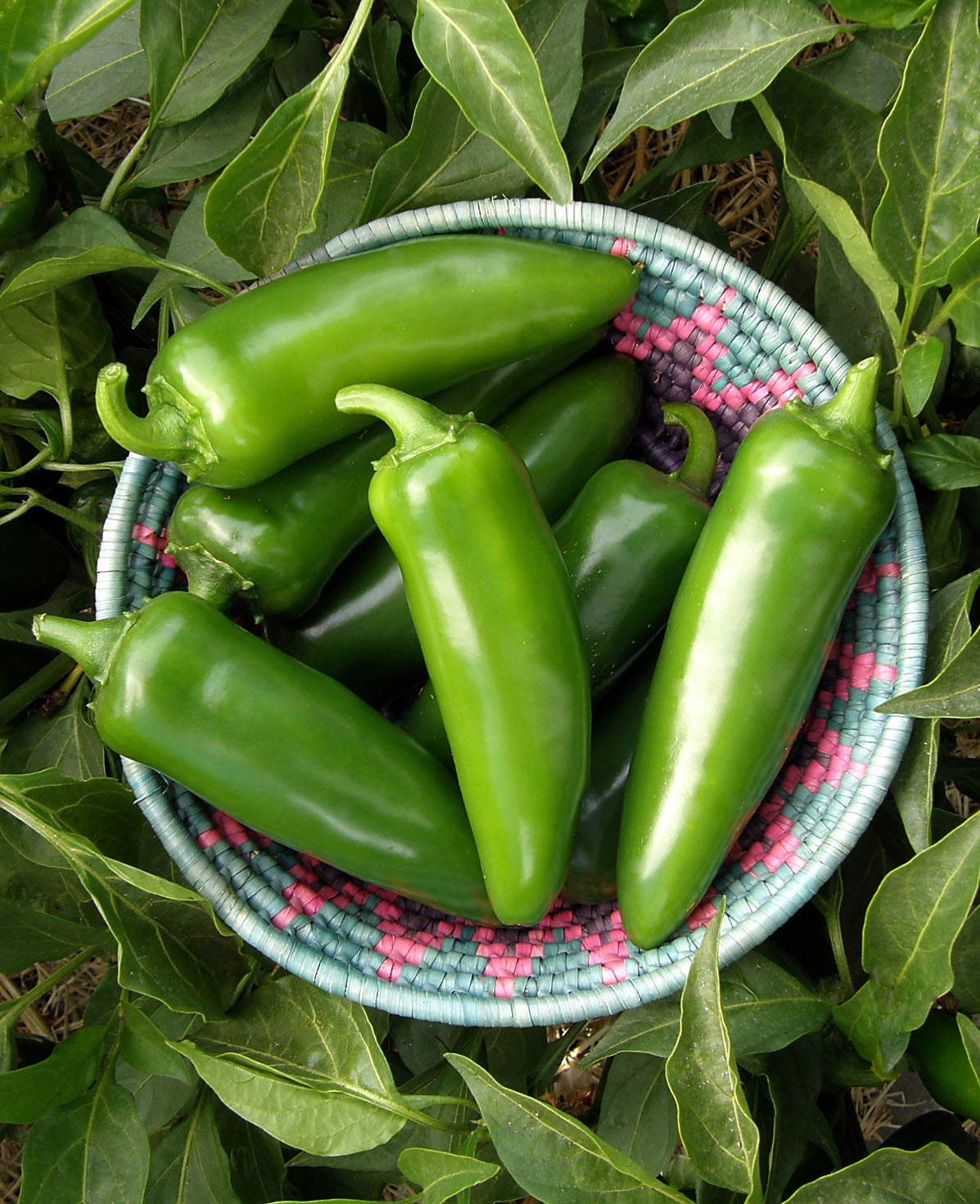 Heirloom Chile Peppers - Classic Jalapeño Organic