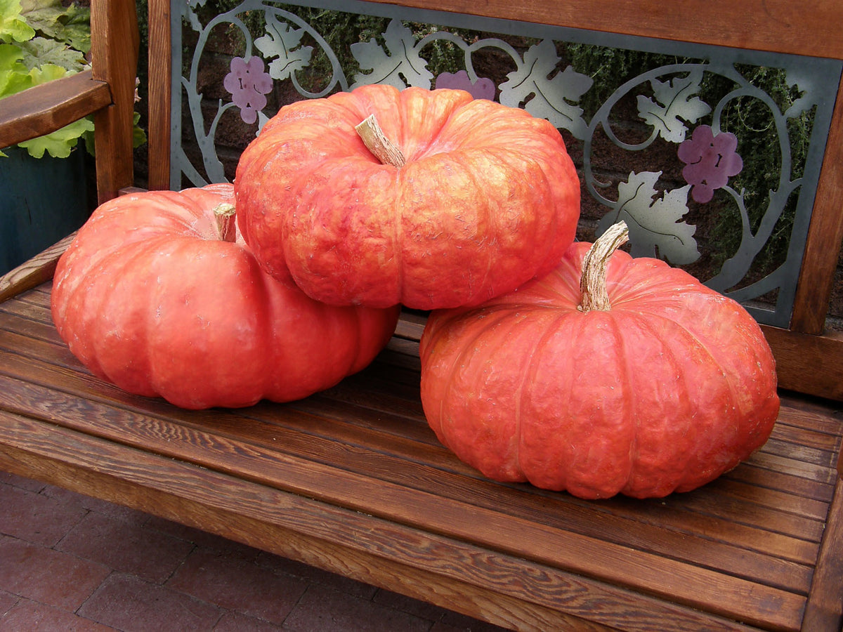 Heirloom Pumpkins - Rouge Vif d'Etampes Organic