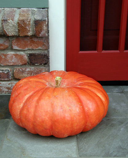 Heirloom Pumpkins - Rouge Vif d'Etampes Organic