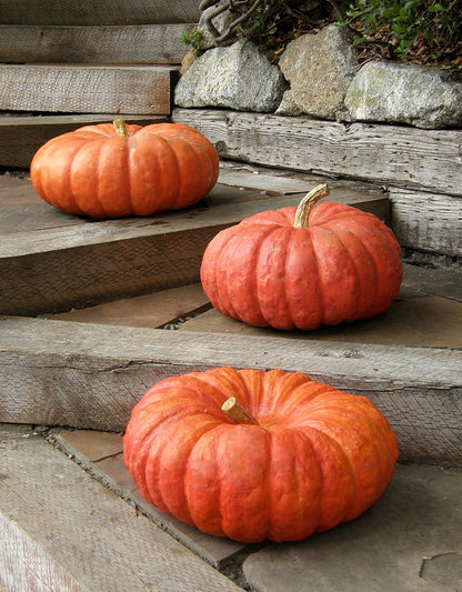 Heirloom Pumpkins - Rouge Vif d'Etampes Organic