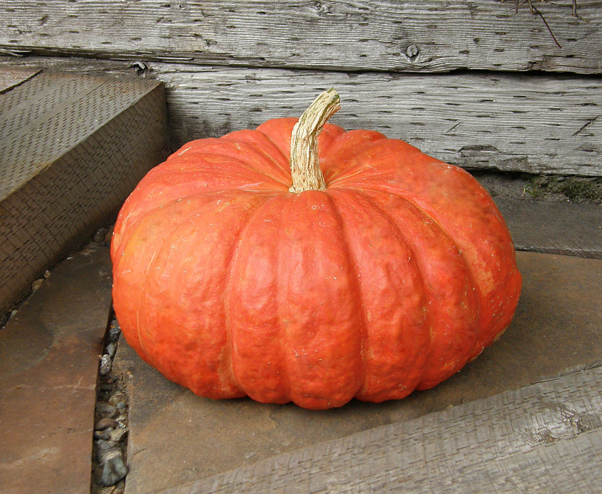 Heirloom Pumpkins - Rouge Vif d'Etampes Organic