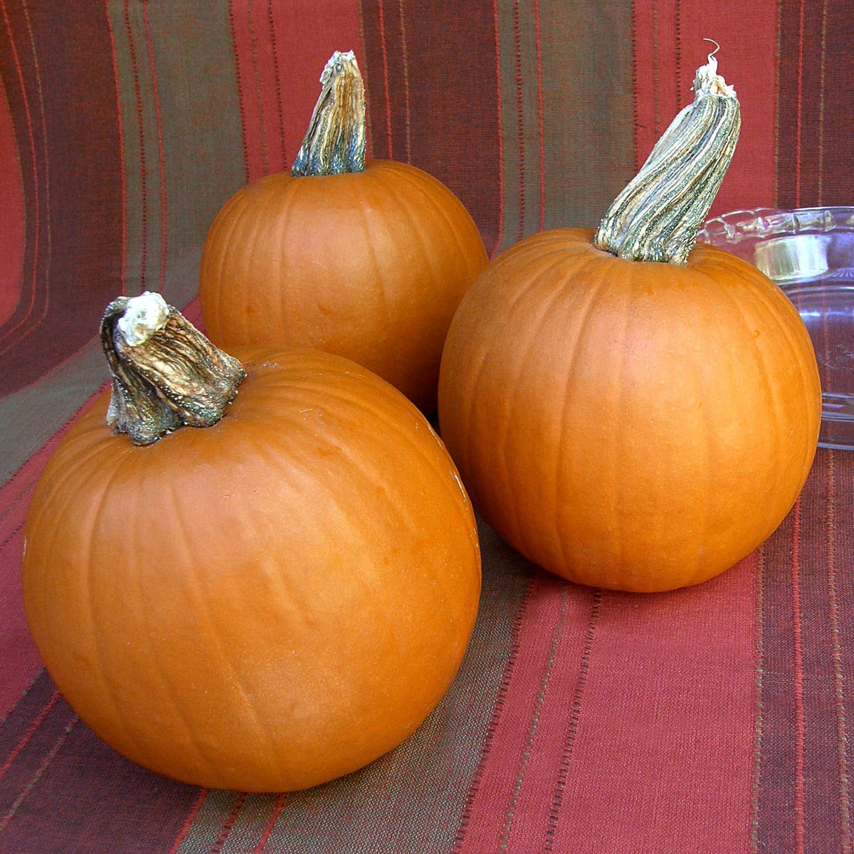Carving & Pie Pumpkins - Spookie Organic