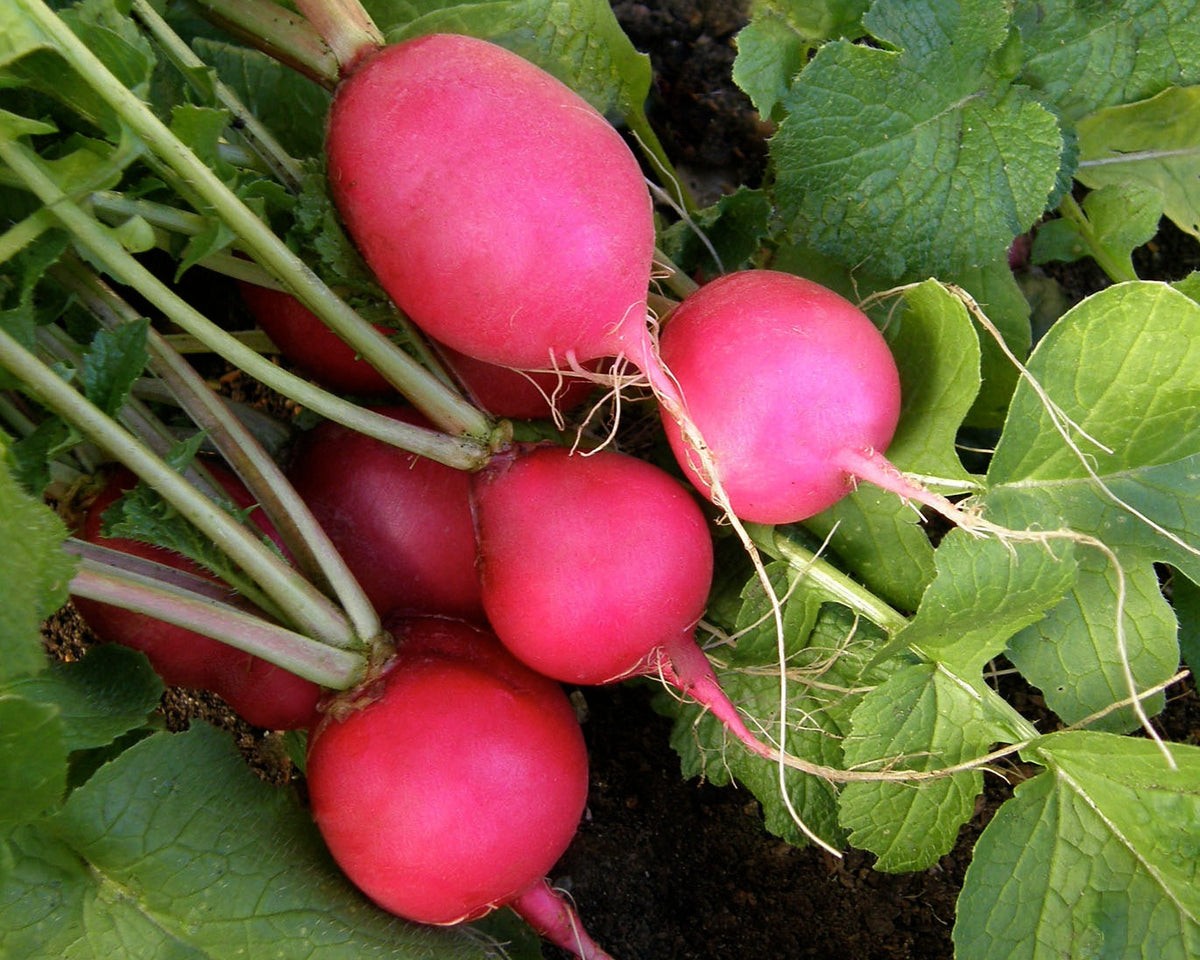 Heirloom Radishes - Pink Beauty Organic