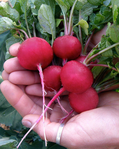 Radishes - Red Planet Organic