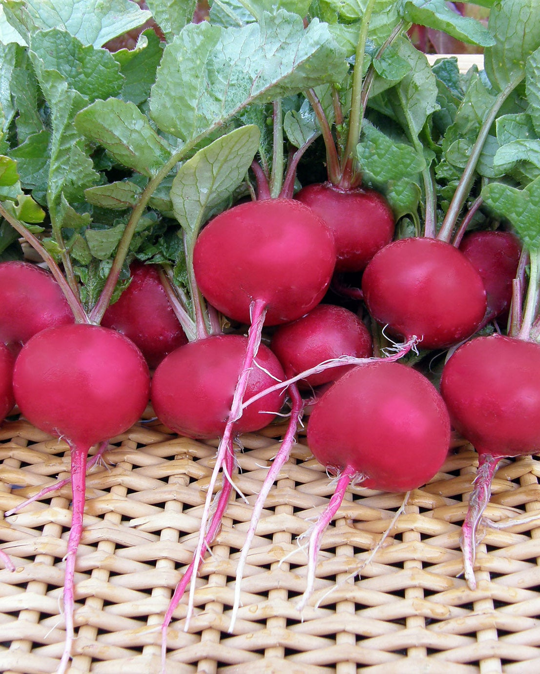 Radishes - Red Planet Organic