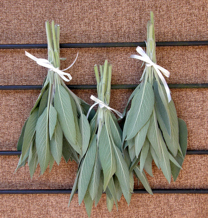 Heirloom - Culinary Sage Organic