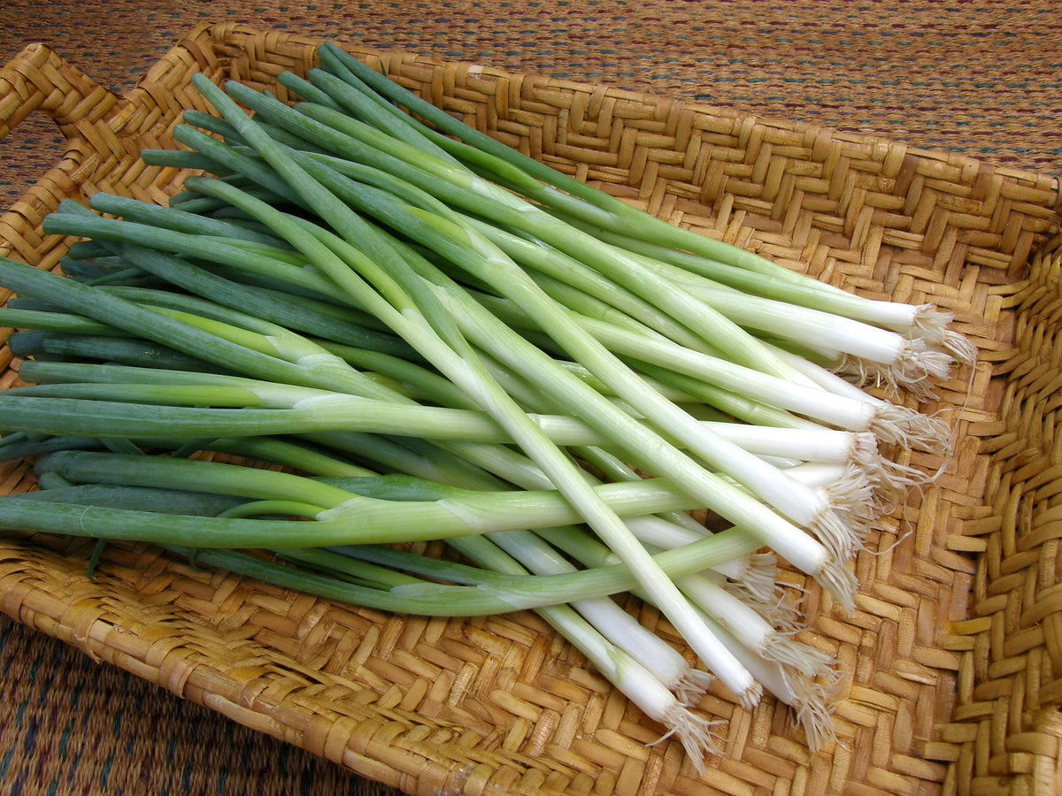 Salad Scallions - Sprint Organic