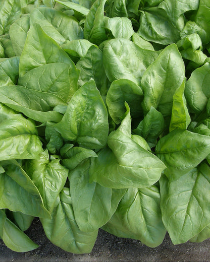 Longstanding Spinach - Gangbusters Organic