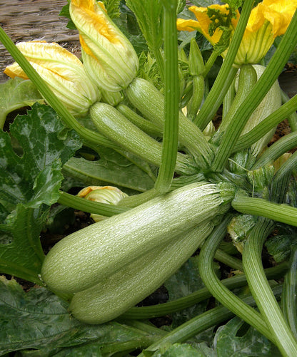 Heirloom Italian Zucchini - Ortolana di Faenza Organic