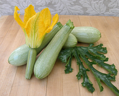 Heirloom Italian Zucchini - Ortolana di Faenza Organic