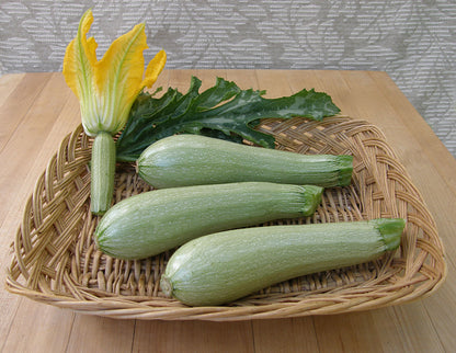 Heirloom Italian Zucchini - Ortolana di Faenza Organic