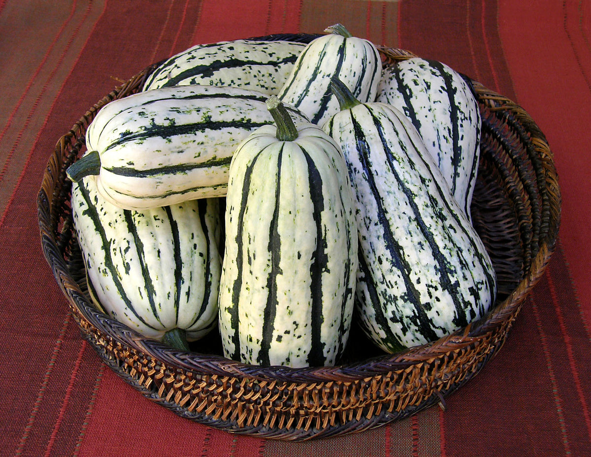 Sweet Winter Squash - Delicata Organic