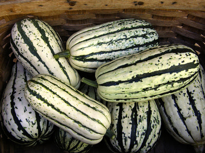 Sweet Winter Squash - Delicata Organic